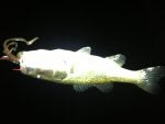 Fish Fish Spoon lure Bass Barramundi